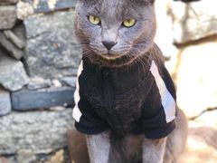 -喵屿·大理花园猫咖