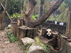 -都江堰中华大熊猫苑