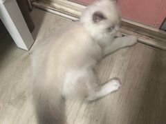 -东方名猫馆·英短金渐层布偶猫舍(环线广场1号楼店)