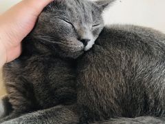 -藏猫猫咖啡主题馆(中央大道店)