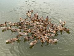 -野鸭湖国家湿地公园