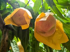 -老袁家蜜桃农场·阳山水蜜桃