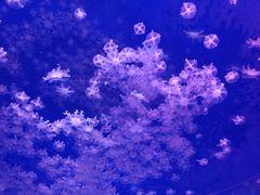 -海合安武汉极地海洋公园