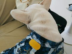-怪兽屋·羊驼·猫咖·狗咖(俊华广场店)