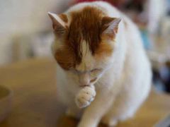 -平行世界·猫咖(首经贸店)