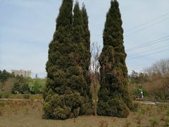 -黑龙江省森林植物园