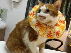 -御宝贝·A梦猫科宠物医院(国际猫友好医院)