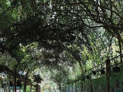 -野象谷景区