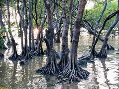 -宝安西湾红树林湿地公园