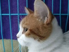 -瑞鹏宠物医院·骨科·猫科·内科(第一中心)