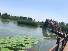 -白洋淀景区