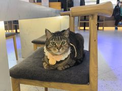 -喵园·猫主题咖啡厅·撸猫·猫咖(国贸店)