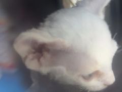 -创凡宠物医院·骨专科  猫科中心(西乡分院)