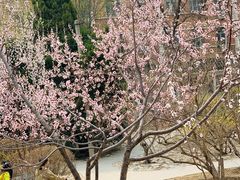 -桃花堤公园