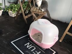 -喵zoo家庭繁育猫舍(尖东智能花园店)