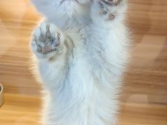 -猫十亿·布偶金渐层·曼基康矮脚猫舍(青年路店)