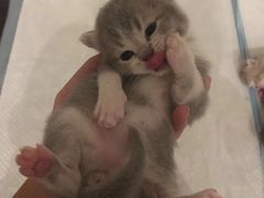 -70cat德文卷毛猫·缅因猫纯种猫舍