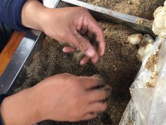 -叶氏麻糍(鼓浪屿店)