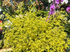 -溪岸路花鸟市场