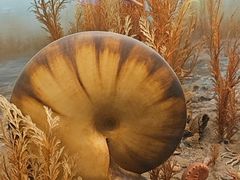 -美国自然历史博物馆