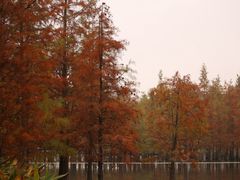 -白鹭湾湿地公园