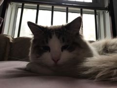 -糯米喵星人总部直营旗舰店·猫舍·幼猫出售
