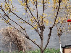 -口岸雕花楼