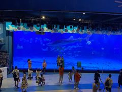 -烟台海昌鲸鲨海洋公园