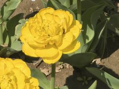 -石家庄市植物园