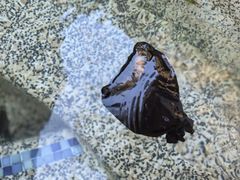 -海口观澜湖火山温泉谷