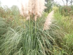 -白鹭湾湿地公园