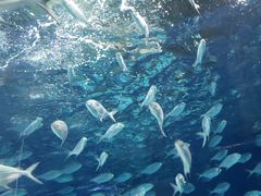 -上海海洋水族馆