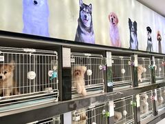 -翊宠yipet猫狗购宠庄园