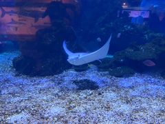 -海合安武汉极地海洋公园