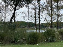 -贡湖湾湿地公园