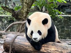 -都江堰中华大熊猫苑