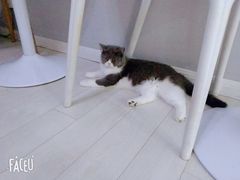 -喵的天空名猫咖啡馆·撸猫·猫舍·用品