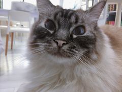 -喵的天空名猫咖啡馆·撸猫·猫舍·用品