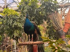 -呀路古热带植物园