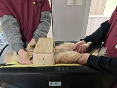 -瑞鹏宠物医院·宠保定点·心脏科·内科(御桥分院)