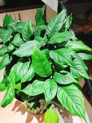 -香秀空间科技抗衰·美容中心