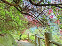 -木兰云雾山