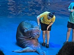 -烟台海昌鲸鲨海洋公园