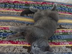 -宠福鑫康馨动物医院·骨科·眼科