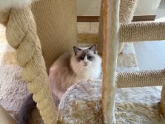 -藏猫猫咖啡主题馆(中央大道店)