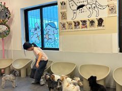 -有喵·猫咖·狗咖·30几只猫10只小狗(岗厦店)