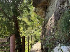 -天目山大树王景区