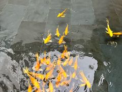 -觀芷隐轩