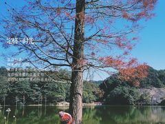 -广州市石门国家森林公园