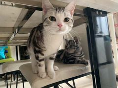 -猫大福·Fortune Cat猫舍(百子湾店)
